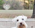 Liam, white chocolate schnauzer