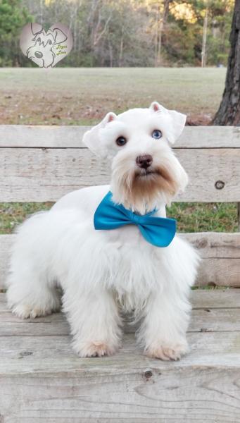 Liam, white chocolate schnauzer