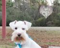 White chocolate Schnauzer puppy