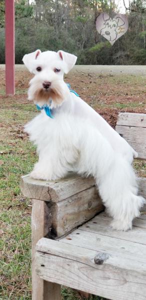 White chocolate Schnauzer puppy