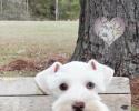 Male, white chocolate schnauzer