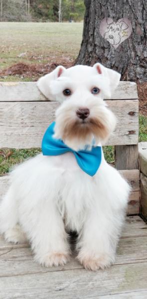 Male, white chocolate schnauzer