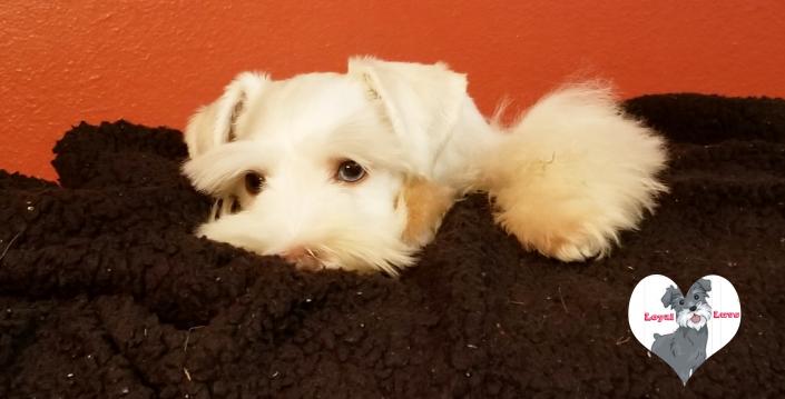 4 Month old white chocolate schnauzer puppy