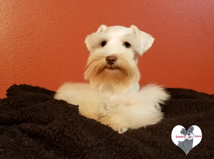 White chocolate male schnauzer puppy