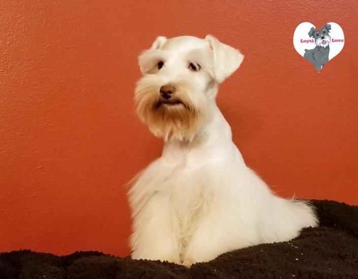 White chocolate schnauzer puppy