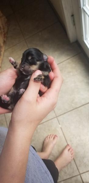 Black and Silver Newborn Schnauzer