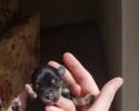 Newborn Schnauzer Puppy