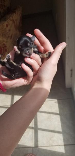Newborn Schnauzer Puppy