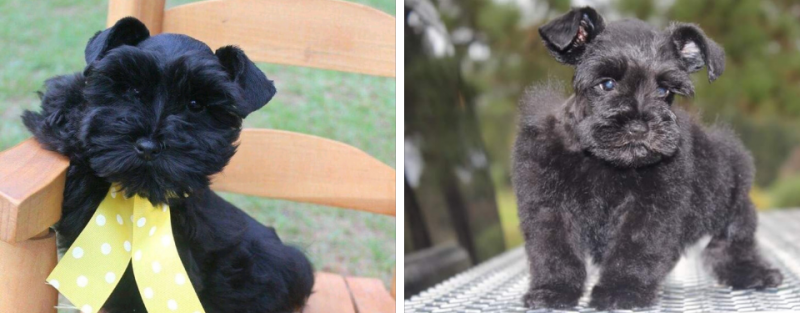 Schnauzer puppy sales colors