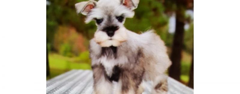 Salt & Pepper Schnauzer puppy