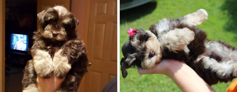 Liver & Tan Schnauzer Puppies