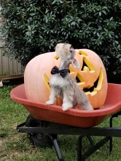 Schnauzer puppy howling in bow tie 