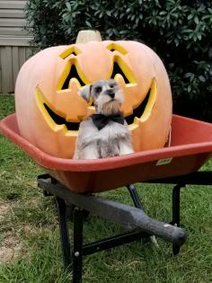 Cute salt and pepper schnauzer boy with bow tie 