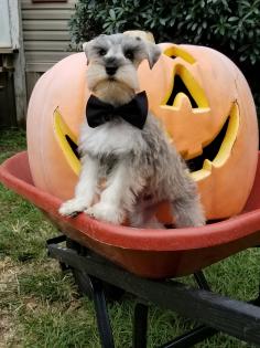 Salt and Pepper Schnauzer puppy and jack-o-lantern 