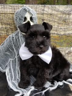 Date Of Birth: 8/31/19

Availability: Available

Price: $1200

Gender: Male

Eye Color: Brown

Coat Color: Black
 