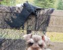 Small Male Schnauzer Puppy in Bow Tie