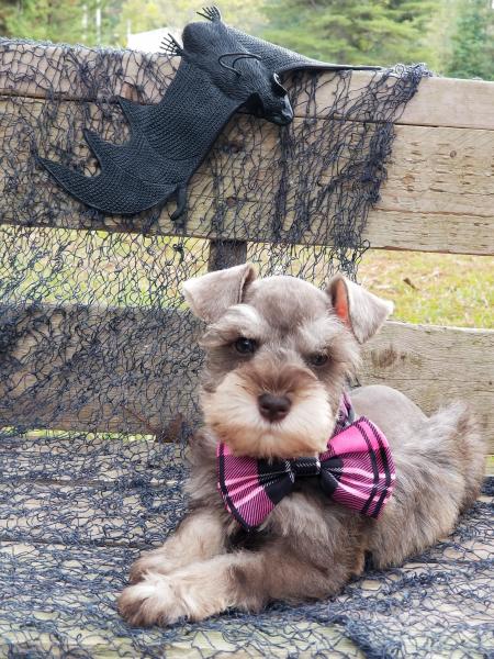 Small Male Schnauzer Puppy in Bow Tie