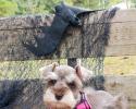 Schnauzer Puppy with toys