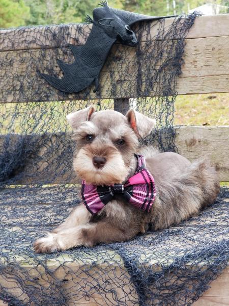 Schnauzer Puppy with toys