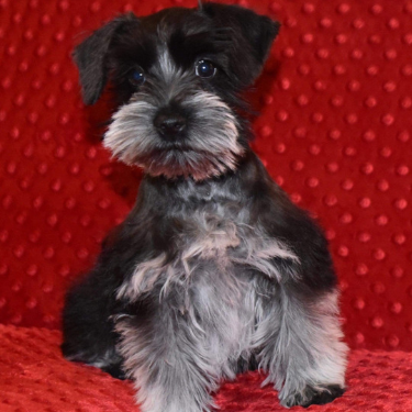 Black & Silver Ticking Schnauzer