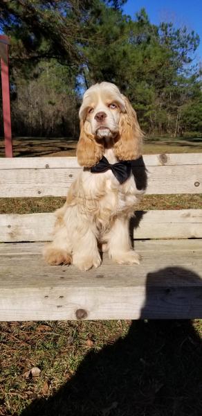 Buff Merle Cocker Spaniel