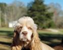 Cocker Spaniel with Blue Eyes