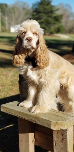 Cocker Spaniel with Blue Eyes