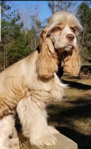 Cocker Spaniel 5 Months