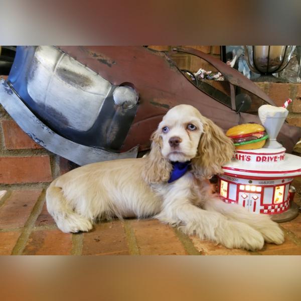 Male, Buff Merle Cocker Spaniel