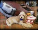 Male, Cocker Spaniel Puppy