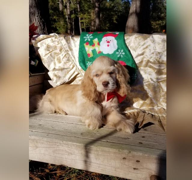 Lucky is a male Cocker Spaniel Puppy.