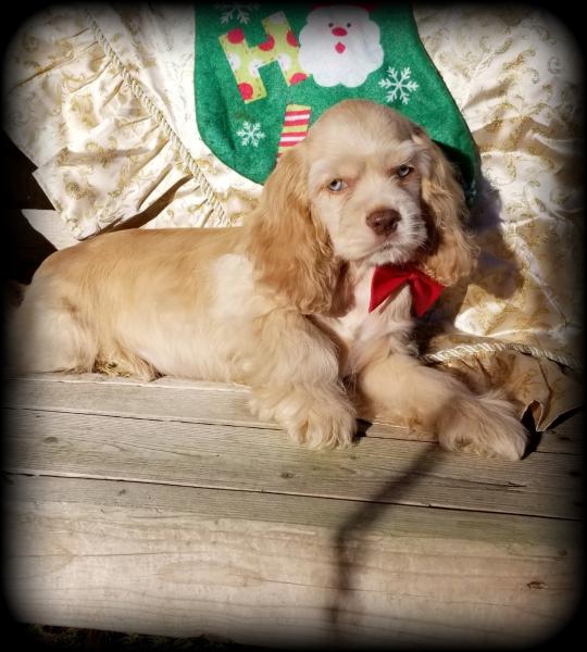 Lucky is a buff merle cocker spaniel puppy.