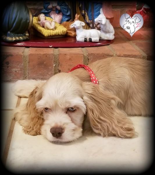 Buff Cocker Spaniel Puppy