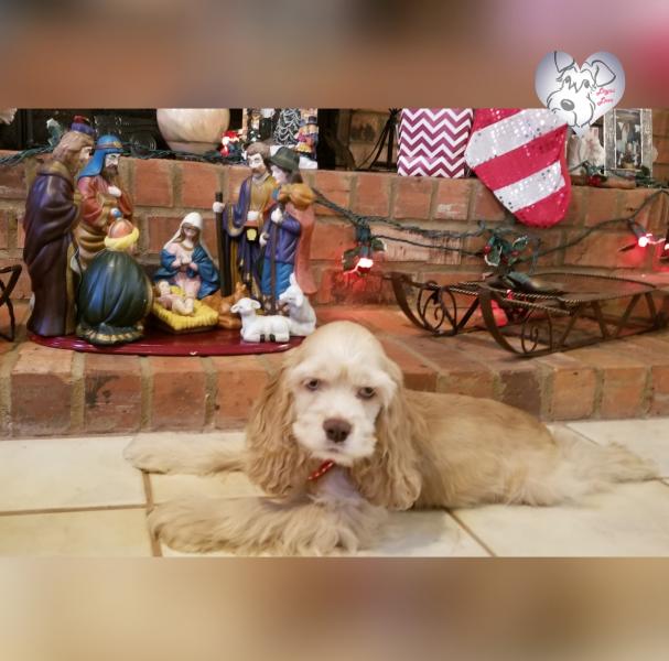 17 Week Cocker Spaniel Puppy