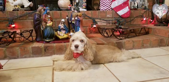 Buff merle cocker spaniel puppy