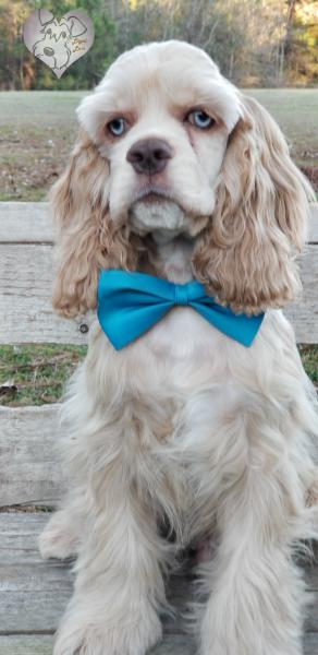 Blue eye cocker spaniel