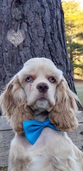 Buff merle cocker spaniel