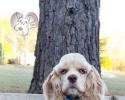 Male, blue-eyed cocker spaniel