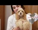 Cocker Spaniel puppy with girl