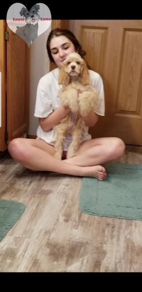 Cocker Spaniel puppy standing on back legs