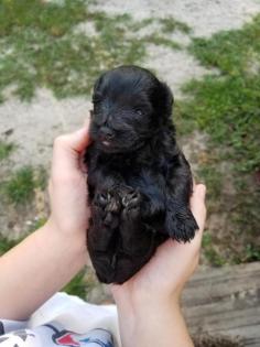 Luke 10 Weeks 