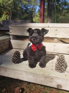 Date Of Birth: 8/31/19

Availability: Available

Price: $1200

Gender: Male

Eye Color: Brown

Coat Color: Black
 