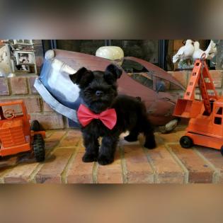 10 Week Male Schnauzer Puppy in Red Bow 