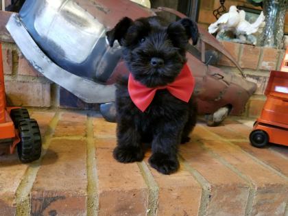 Black Schnauzer Puppy with Red Bow 