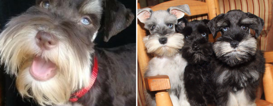 Brown Schnauzer puppy, gray and white schnauzer puppy, white schnauzer puppy