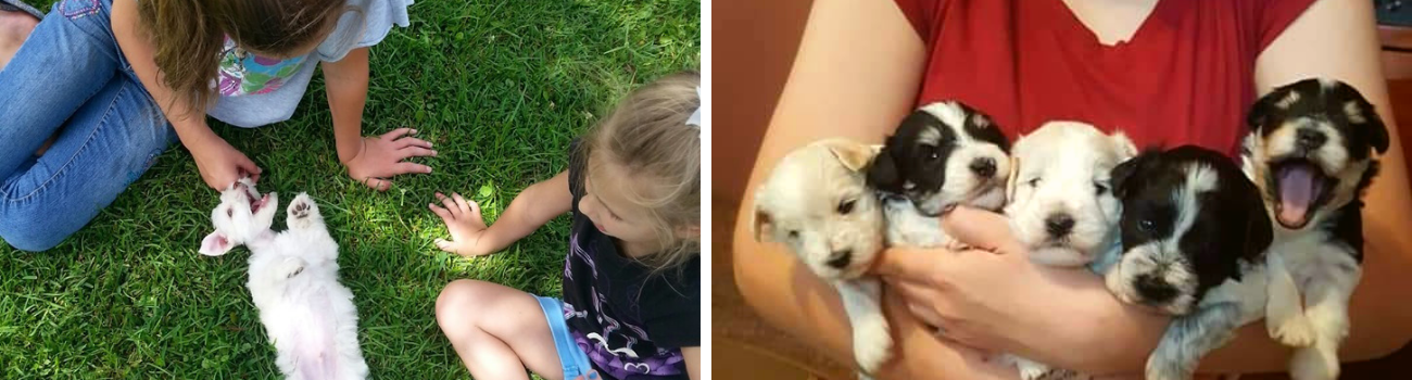 Brown Schnauzer puppy, gray and white schnauzer puppy, white schnauzer puppy