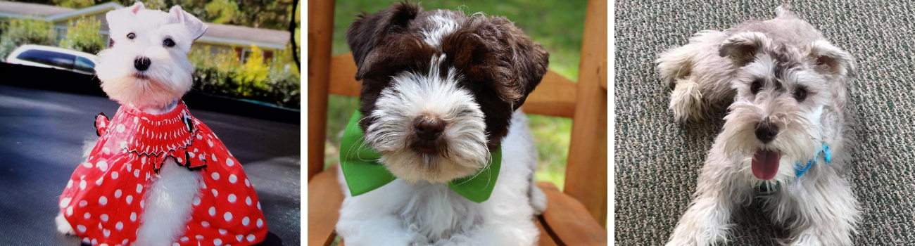 Brown Schnauzer puppy, gray and white schnauzer puppy, white schnauzer puppy