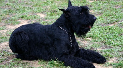 Black Giant Schnauzer