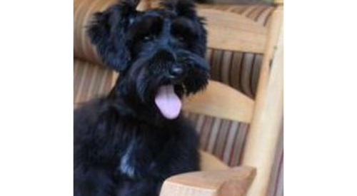 Black & Silver Miniature Schnauzer