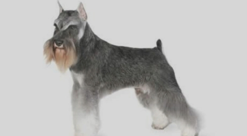 Black & Silver Standard Schnauzer